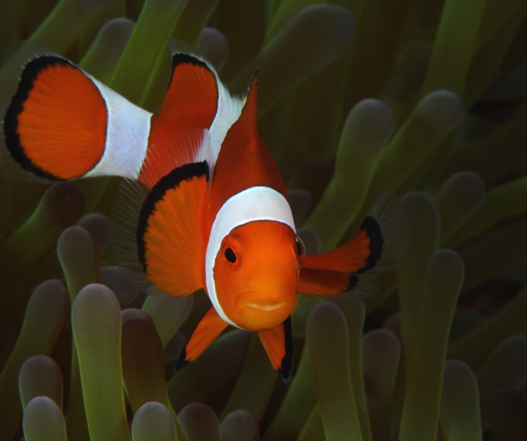 Amphiprion ocellaris