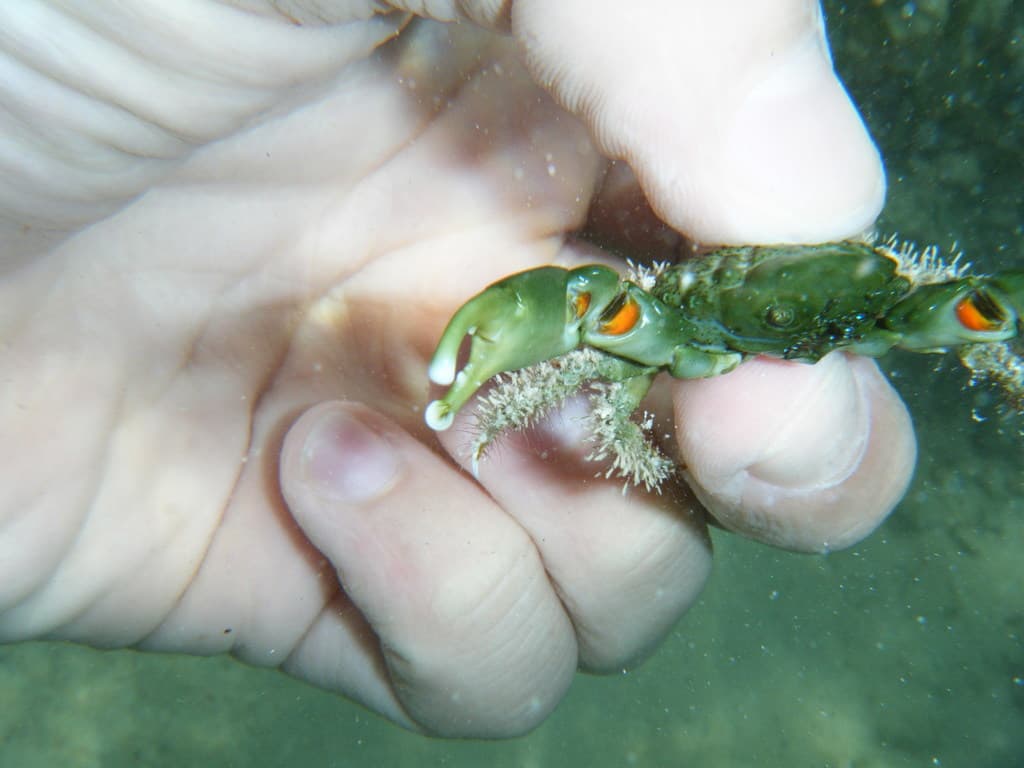 Mithraculus sculptus