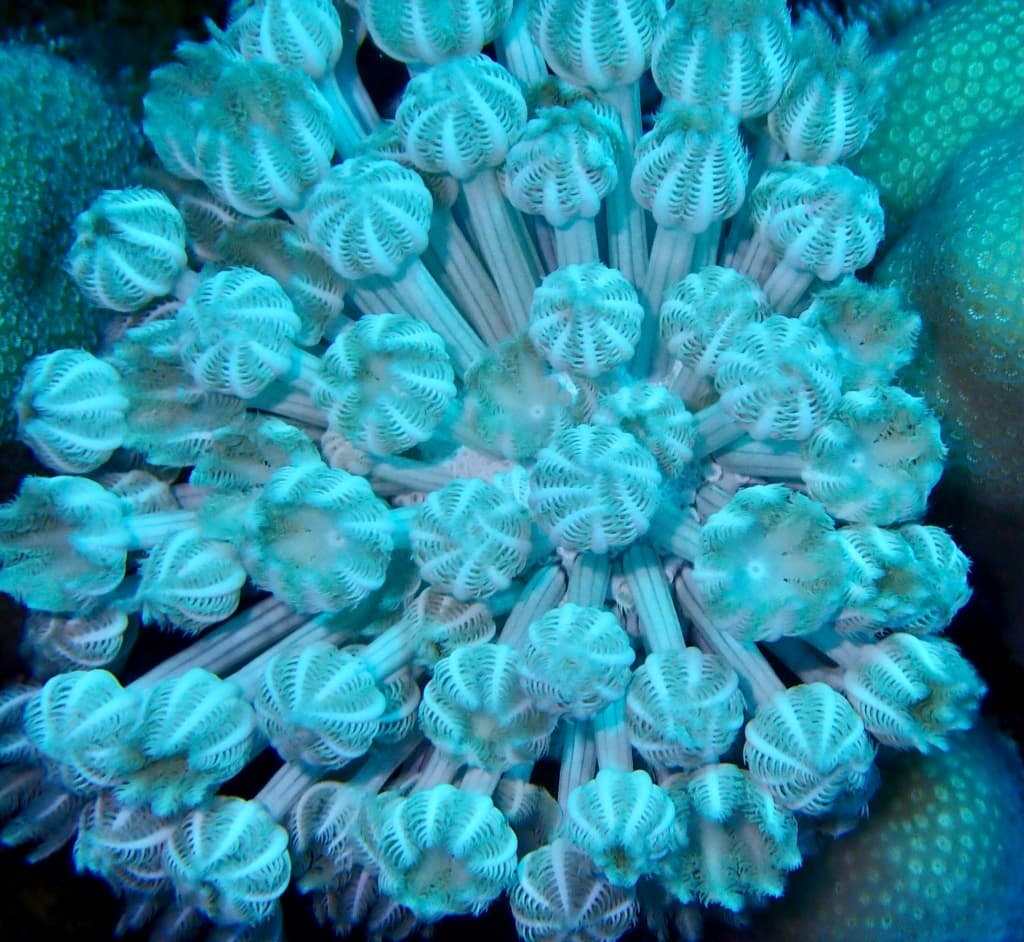 Heteroxenia fuscescens