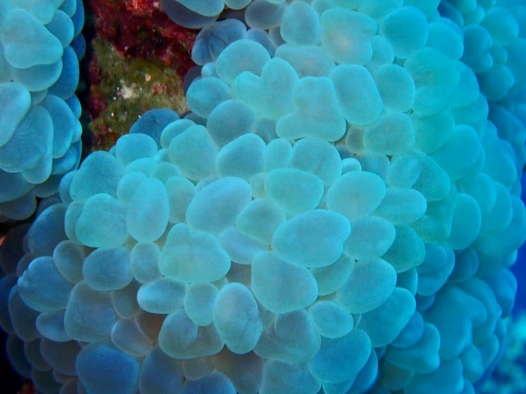 Plerogyra sinuosa