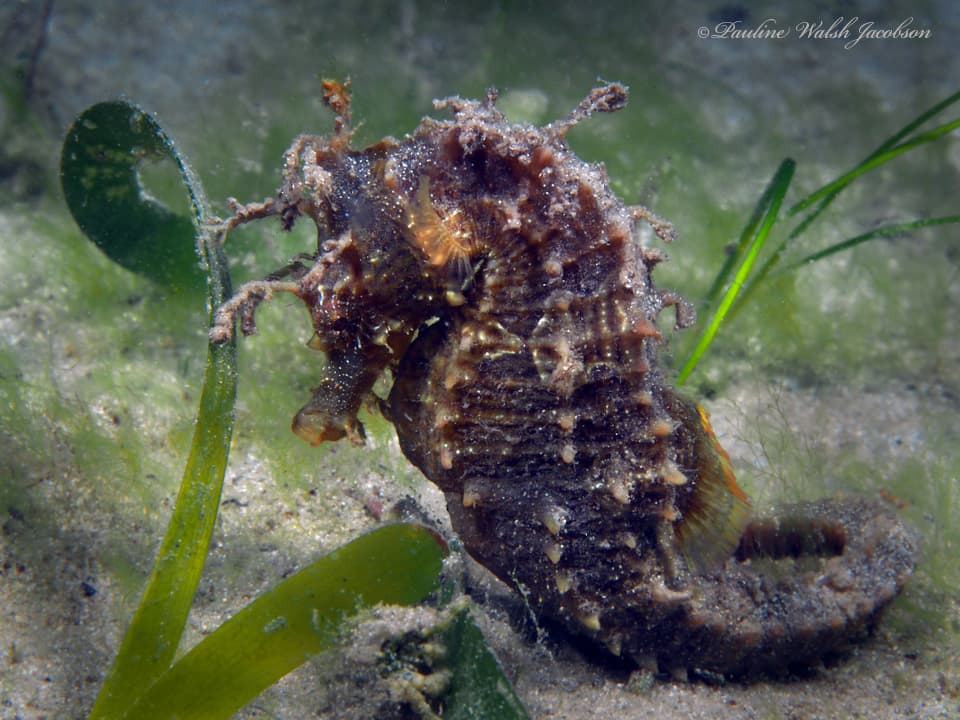 Hippocampus erectus