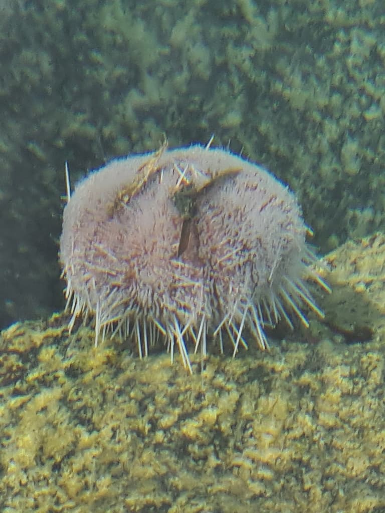Tripneustes gratilla