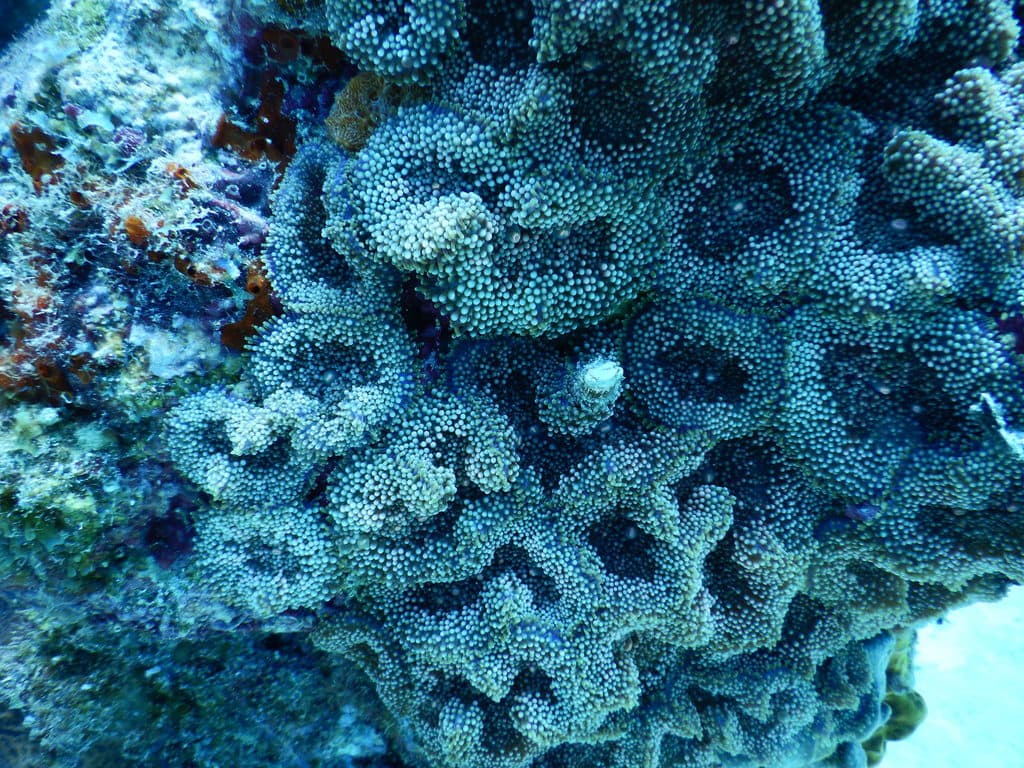 Ricordea florida