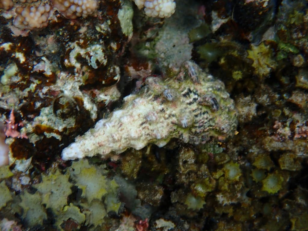 Cerithium nodulosum