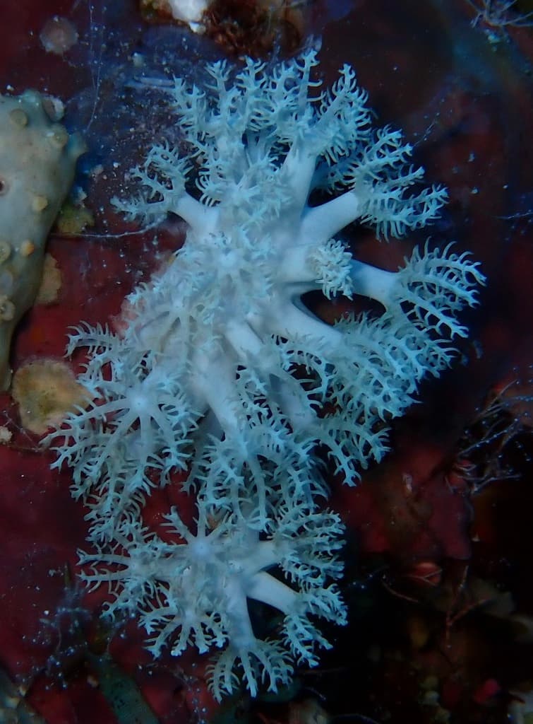 Anthelia glauca