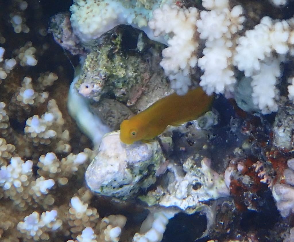 Atrosalarias fuscus