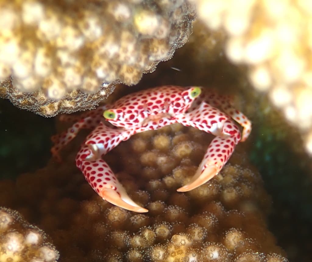 Trapezia rufopunctata