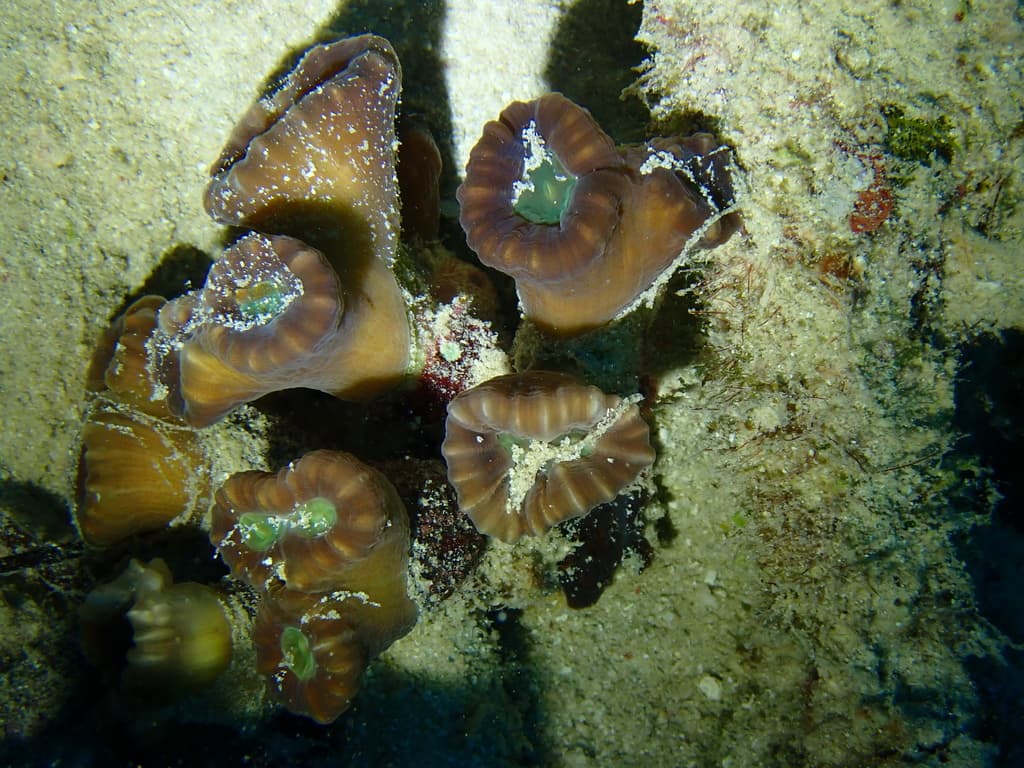 Caulastraea furcata