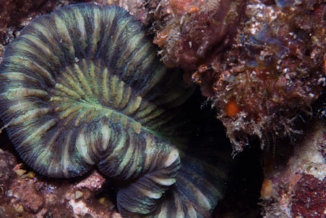 Trachyphyllia geoffroyi