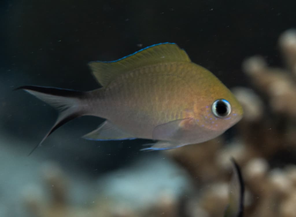 Chromis ternatensis