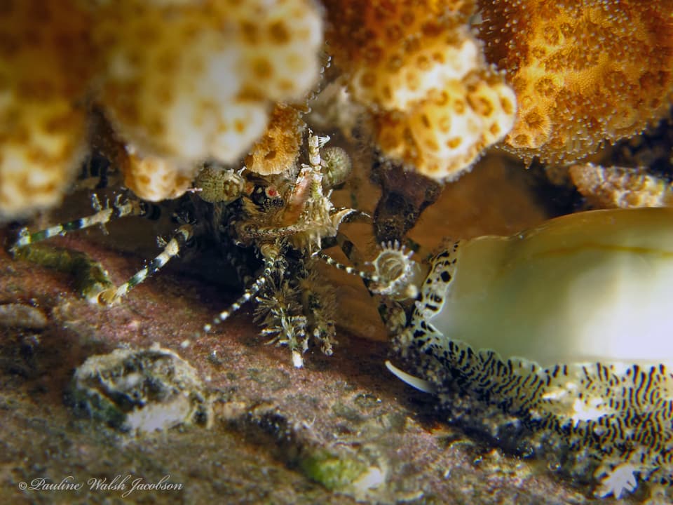 Saron marmoratus