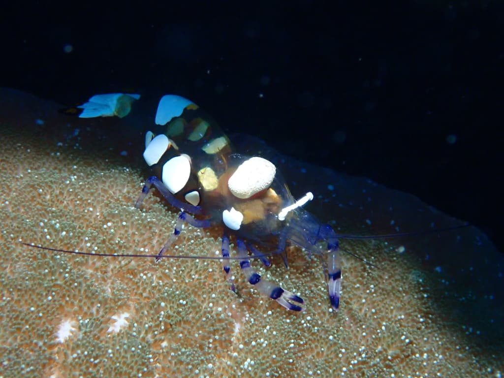 Ancylocaris brevicarpalis
