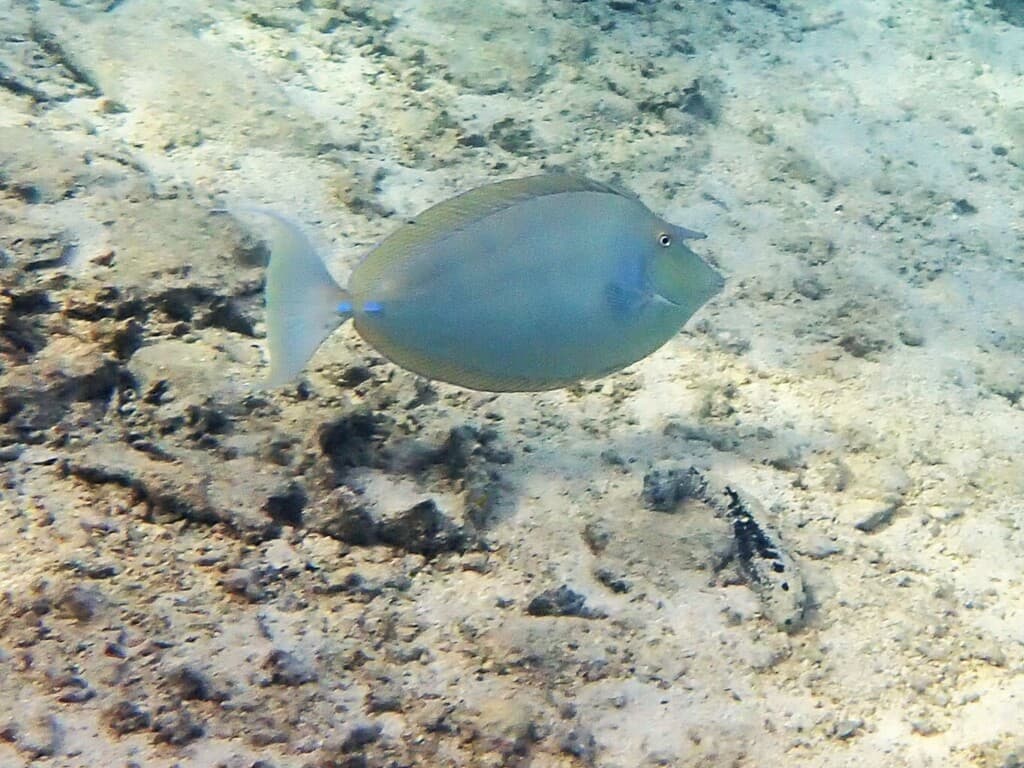 Naso unicornis