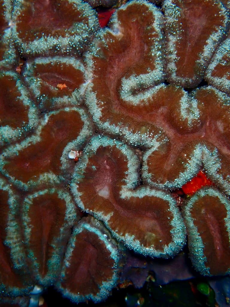 Lobophyllia hemprichii