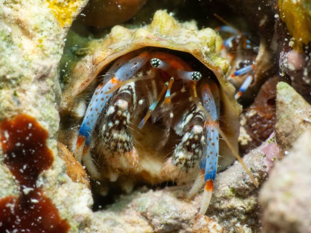 Clibanarius tricolor