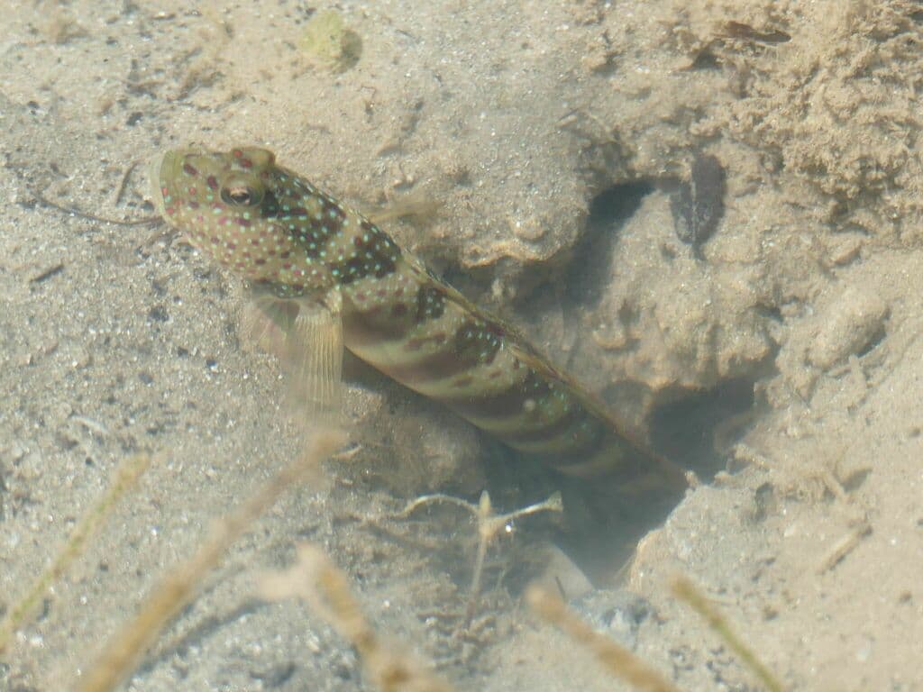 Cryptocentrus leptocephalus