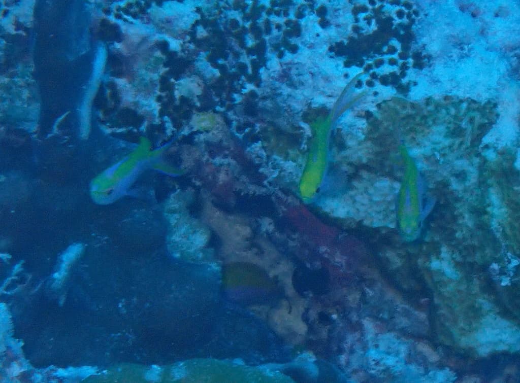 Pseudanthias bartlettorum