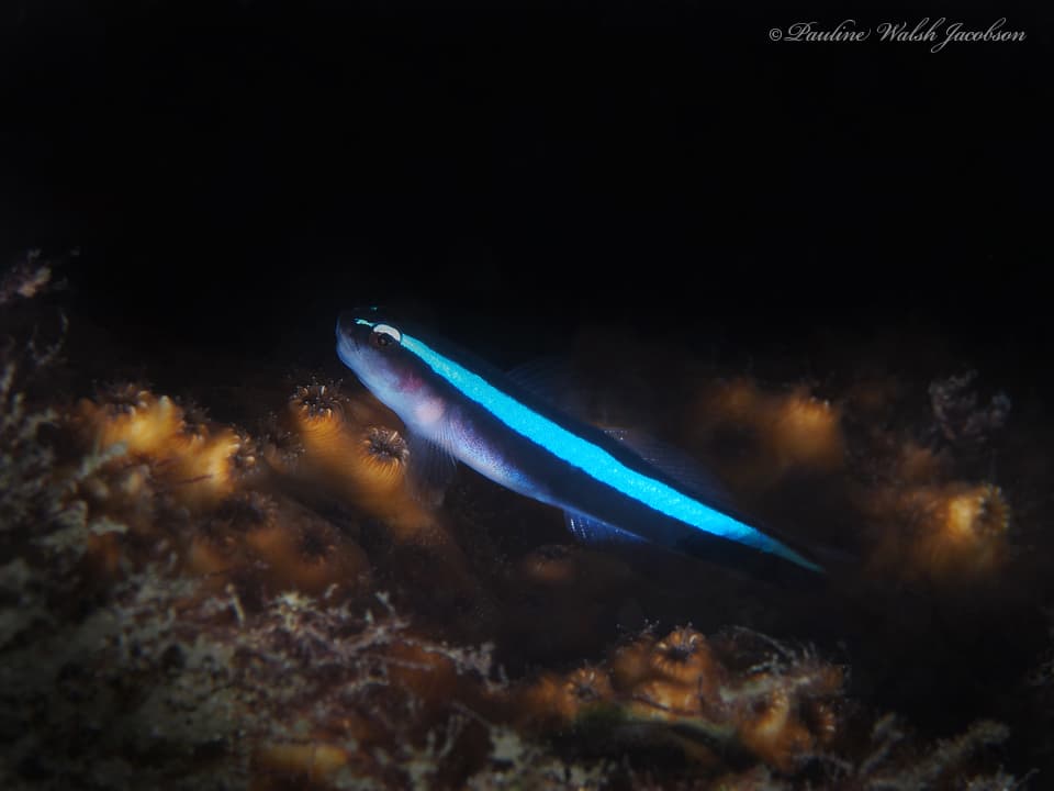Elacatinus oceanops