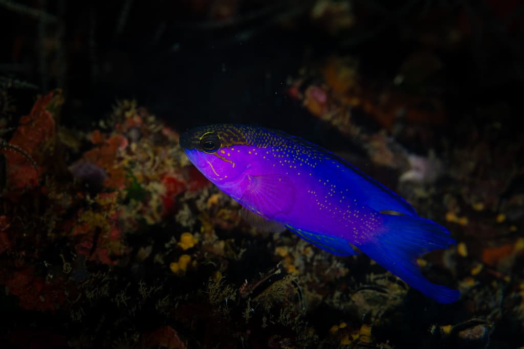 Gramma melacara