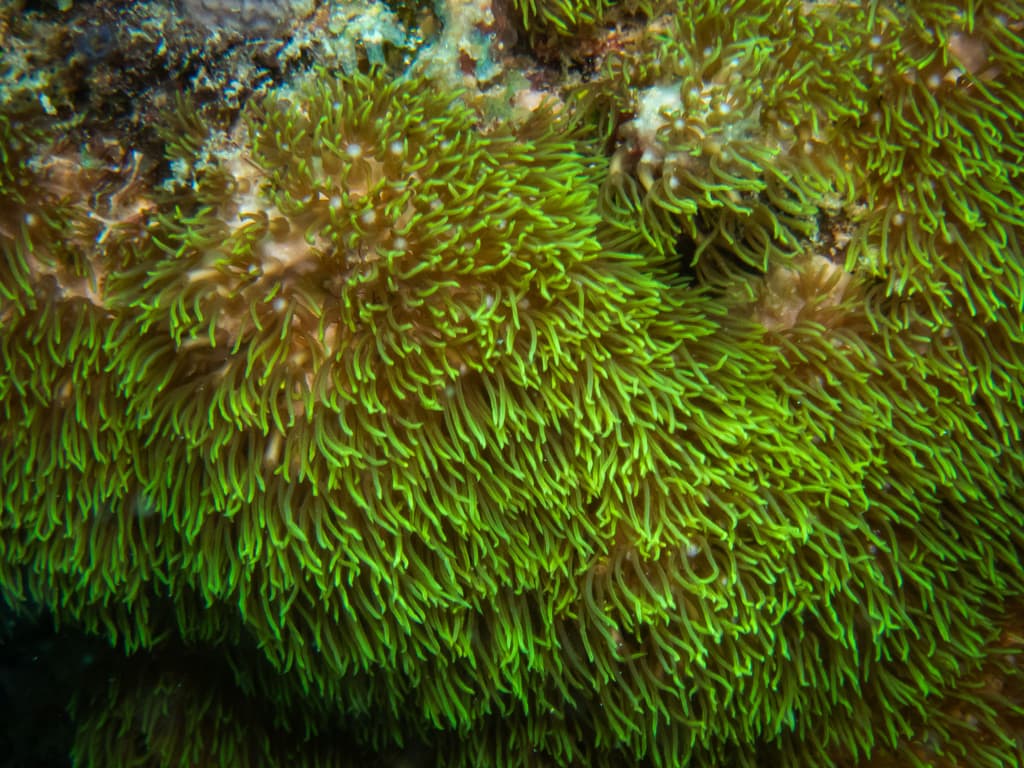 Briareum violaceum