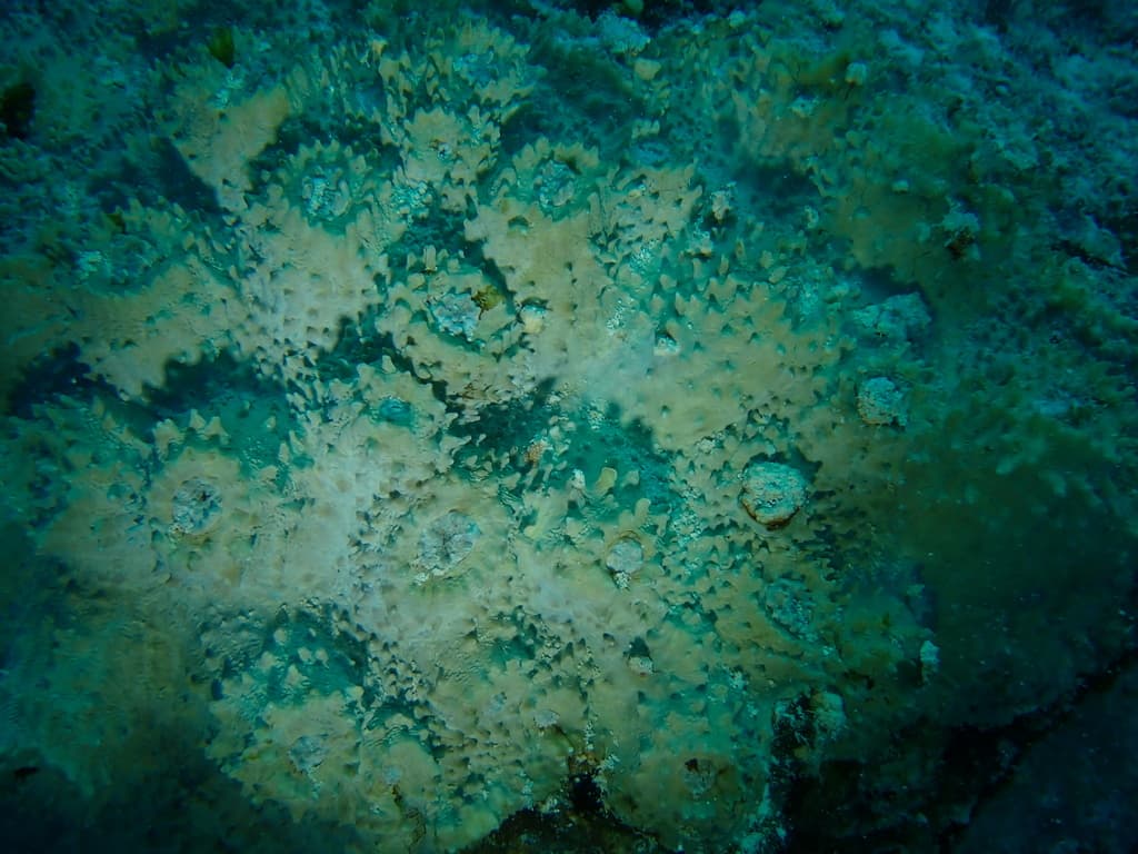 Echinophyllia aspera