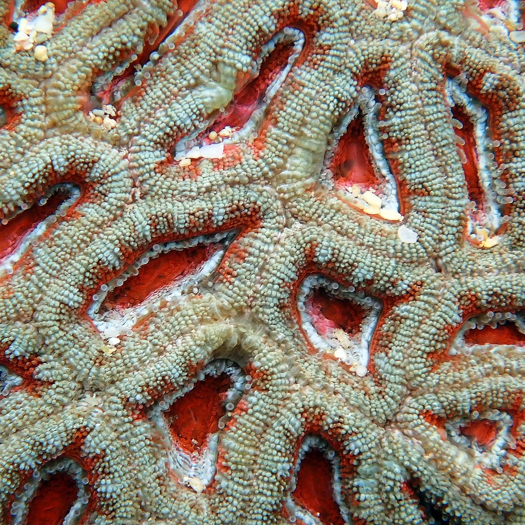 Micromussa lordhowensis