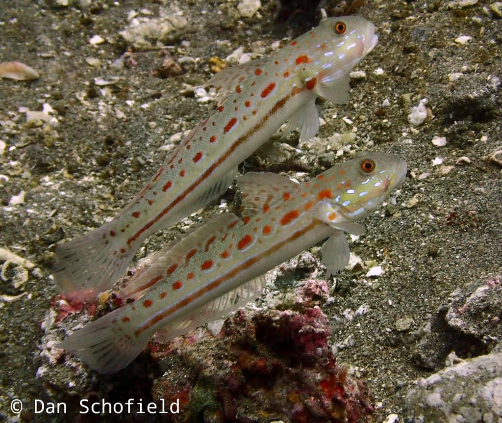 Valenciennea puellaris