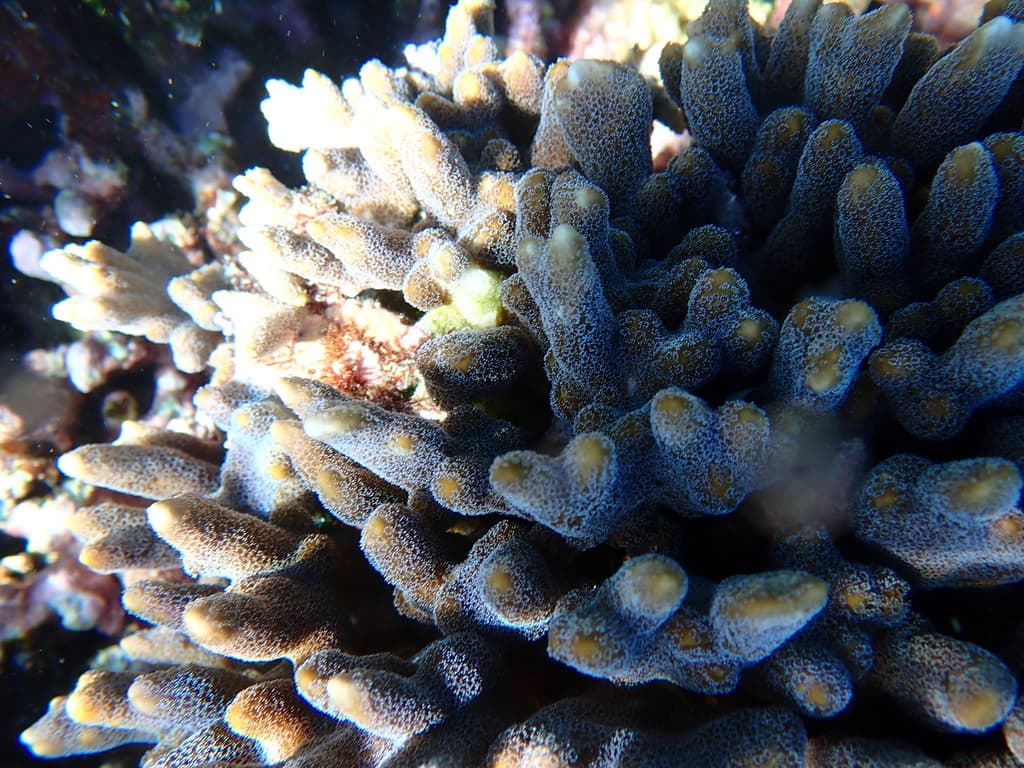 Montipora digitata