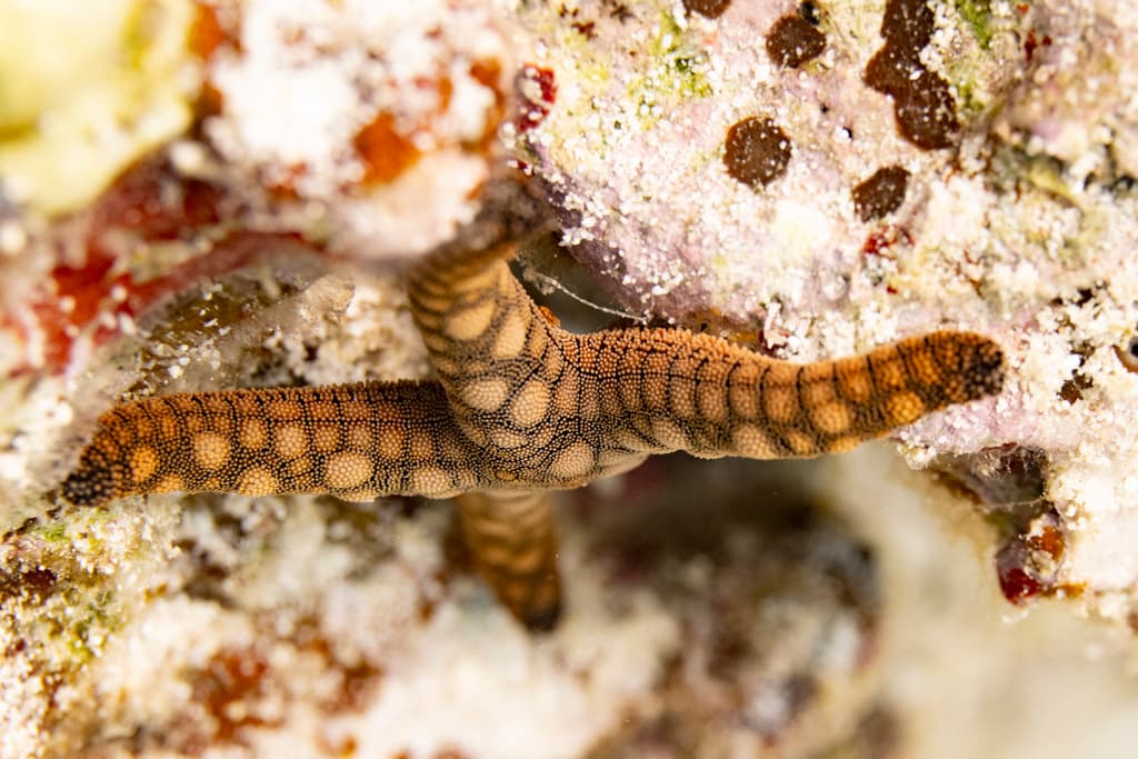 Fromia indica