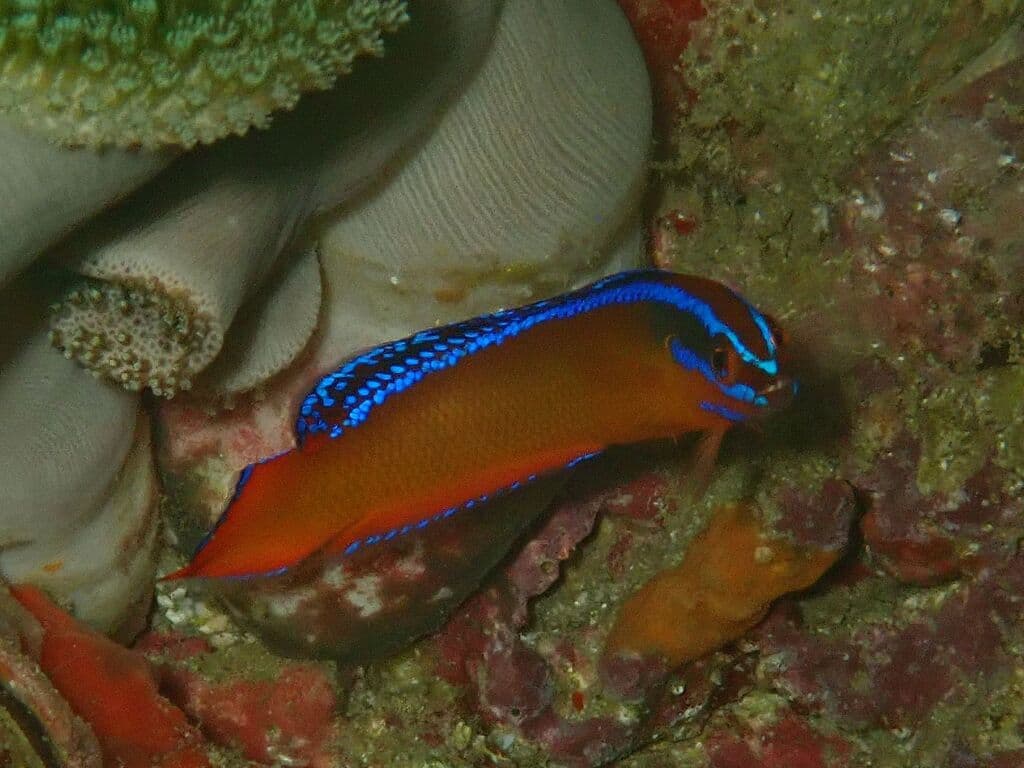 Pseudochromis aldabraensis