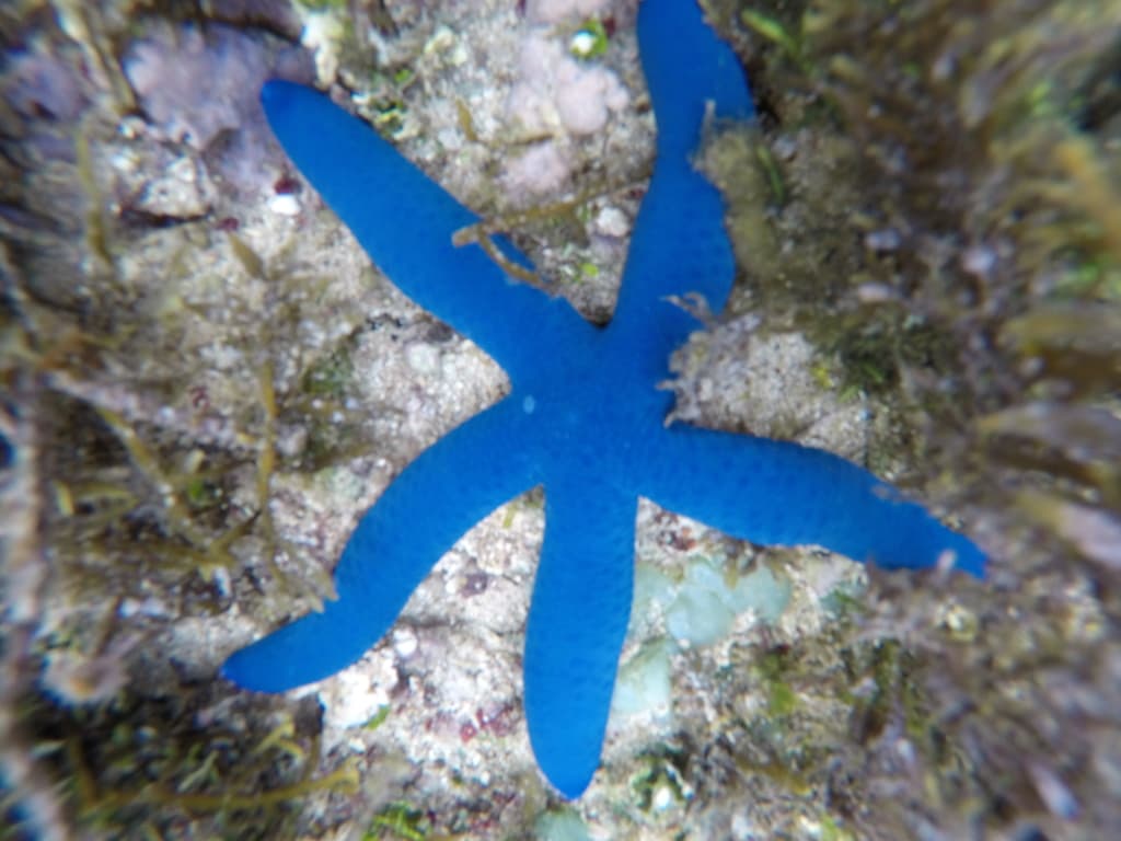 Linckia laevigata