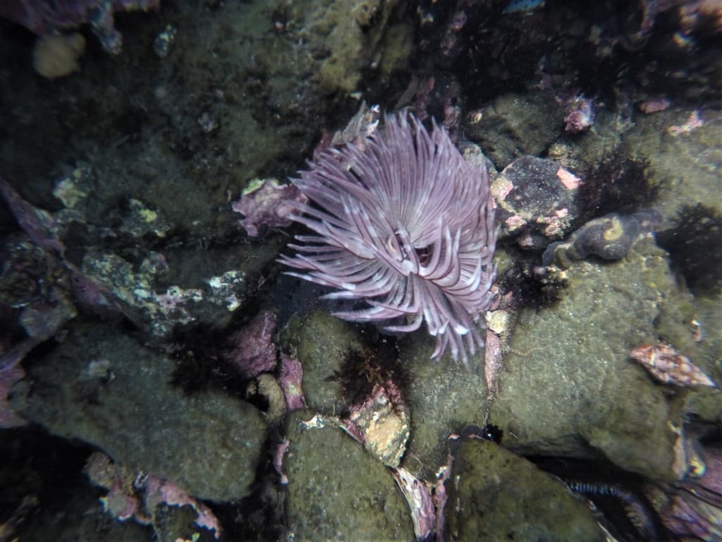 Sabellastarte spectabilis